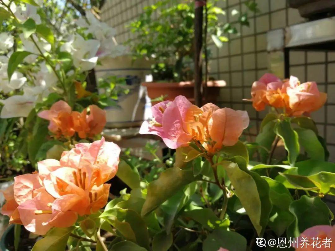 蓝目菊|蓝雪花妥妥的开花机器,花量大、花期长,让人不得不爱