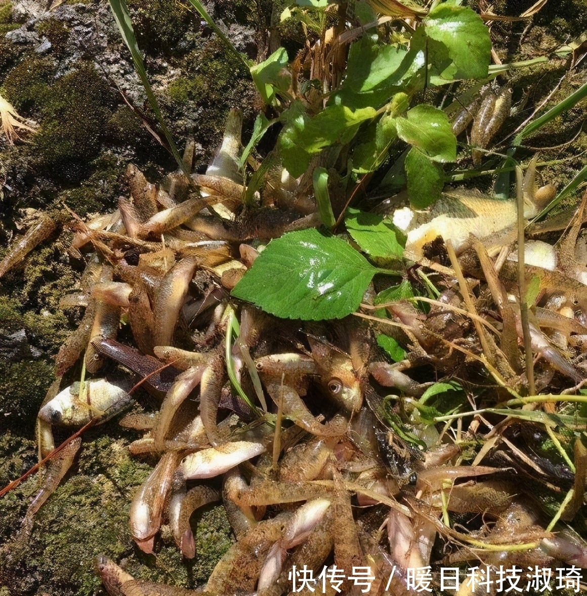 钓友|河道钓鱼却被“趴地虎”搞得心态爆炸？钓鱼人：这是四大害鱼之首