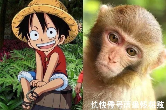 动漫|角色的动物“原型”,“猴路飞”没争议,动物版“娜美”最可爱