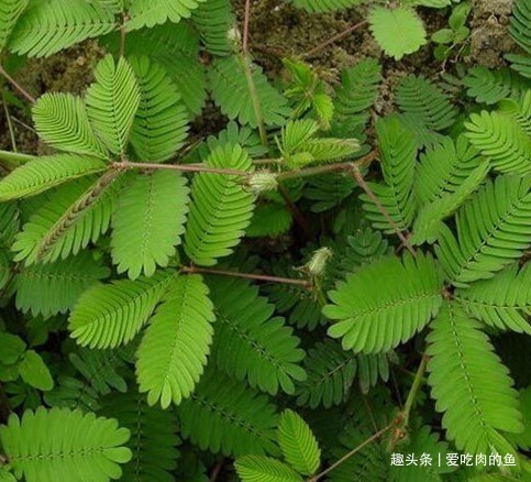 丁香花|来看看，你的生肖对应什么花，十二生肖花语