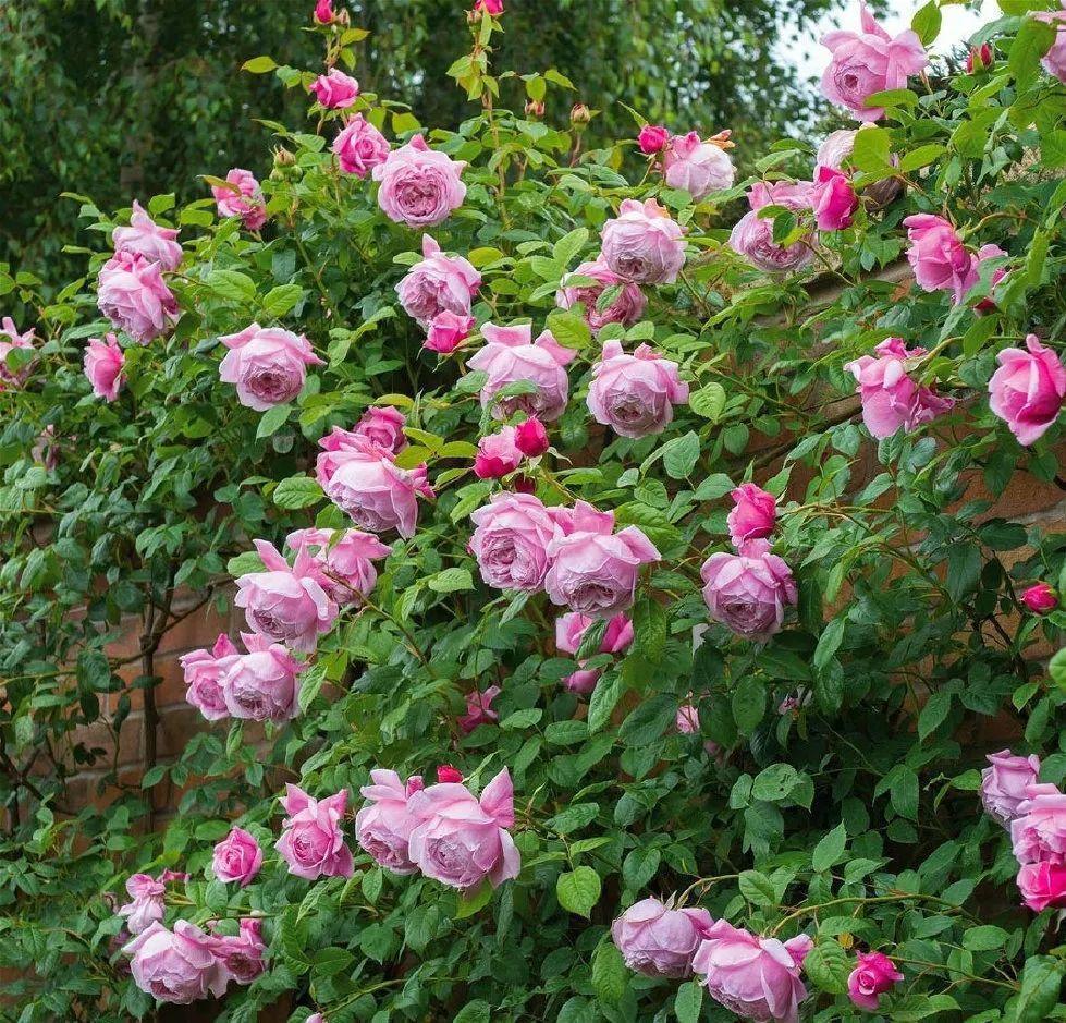 7种花要慎养,房前屋后都爬满,邻居有意见!