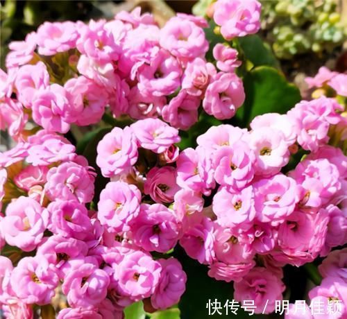 周志华|长寿花不现苞?直接“放大招”,花苞直冒,开花不断大半年