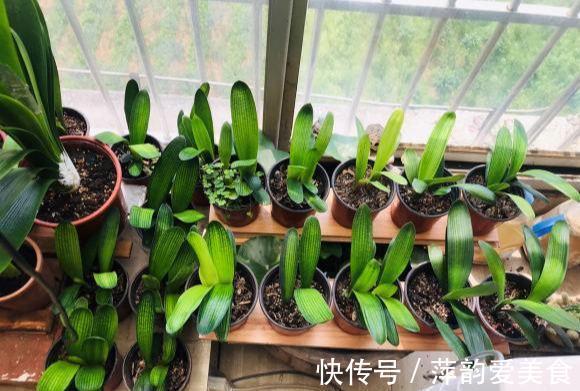 浇水|八月立秋后,轻轻“叫醒”君子兰,遵循3原则,用力别太猛