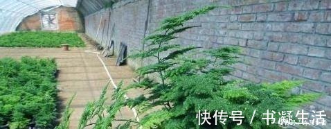 养文竹做好2点，枝叶层层叠加，呼呼长成一棵“大树”