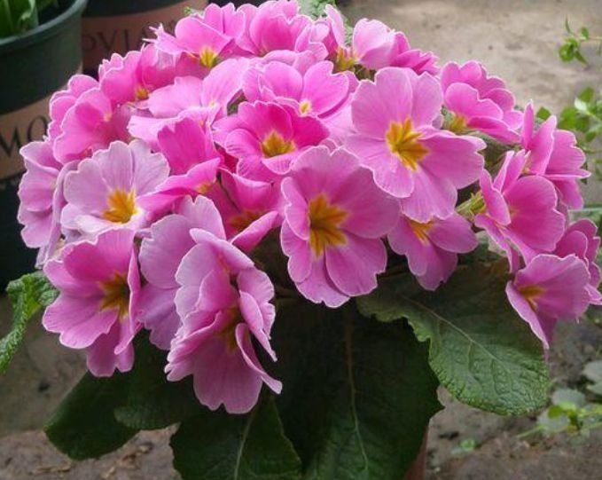 报春花|居家就养此款花卉，养人又旺财，开花富贵吉祥，变成有钱人！