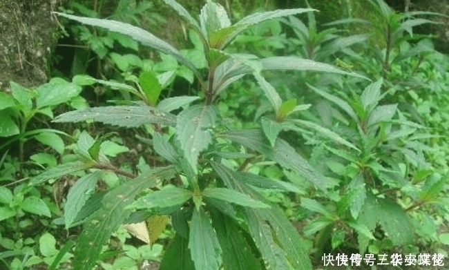 野草|它是民间“草药”,人称“山羊面”,家乡见到,请别拔掉