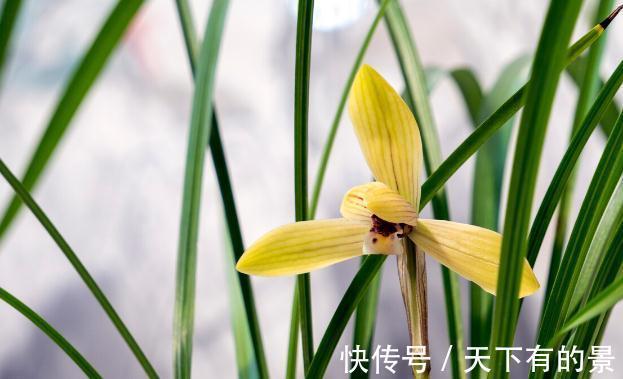 圆锥|秋天遇到8种花,该出手时就出手,犹豫不决容易坏事
