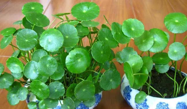 养花试试这几款,油绿色的观叶植物容易种植