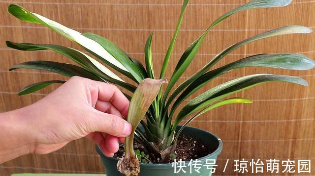 被称为“夏必死”的7种花,逛花市咱“绕着走”