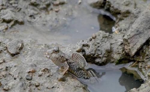 鱼类|这鱼会爬树,靠吃淤泥为生,一天捉不到3斤,100元一斤供不应求