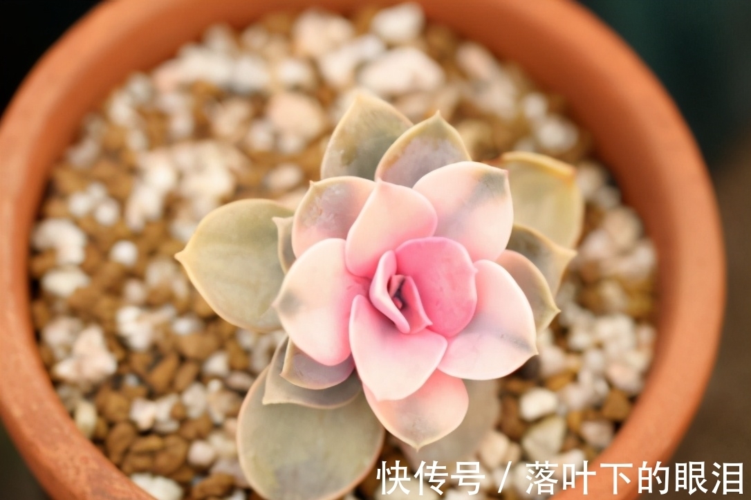 这些多肉新手买一盆死一盆,已被肉友拉进“黑名单”,买了浪费钱