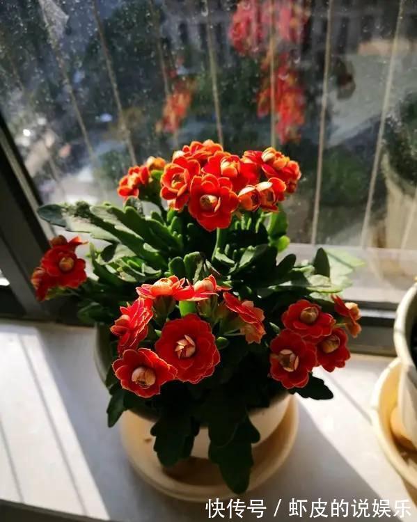 寿命长的“3种花”,最喜欢用小盆栽种,盆越“小”长得越好