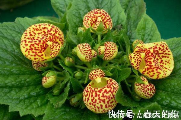 财源|此花是象征了富贵的花，就像是钱袋子一样，是财源滚滚的花