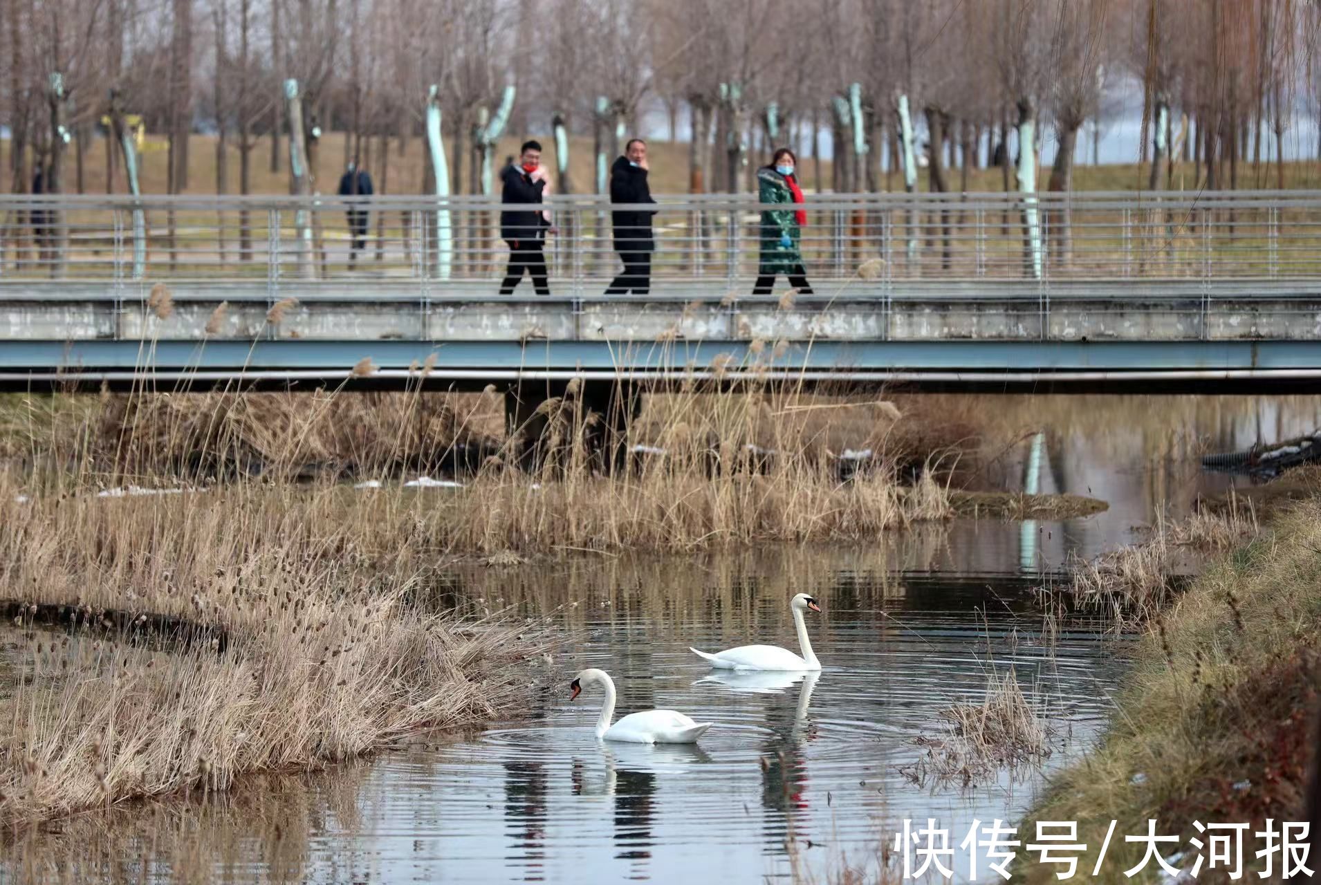 立春日|立春日，郑州北龙湖大天鹅大摇大摆上岸检阅游客，接受注目礼