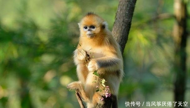 生肖猴 正义正直 没有任何的心机 最易上当 快人快语 全网搜