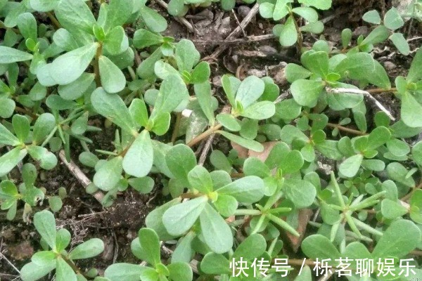 白发|马齿苋加一宝,煮水后洗头,能让白发变黑发,半月后还有大惊喜!