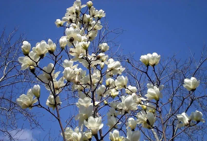 玉兰花大全,简介5种玉兰花,你喜欢哪种?