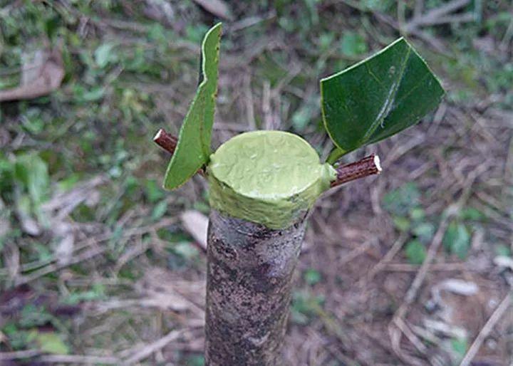 嫁接|嫁接达人，玉树嫁接长寿上，花友直呼内行！