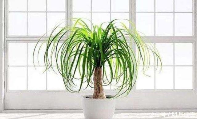 4种可以在家中盆栽的“树”,皮实好养颜值高,第四种养的人很少