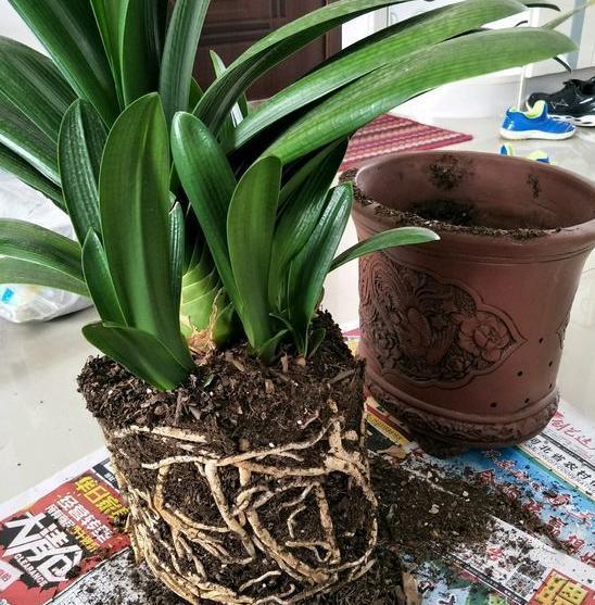 介质|居家盆栽想将旧土转化为新土掺杂进它们，变废为宝！