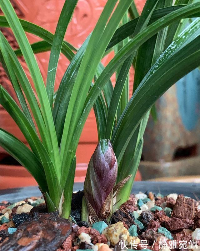 栽种|兰花上盆,5个窍门细节做足,根系深,花箭窜,兰花多又香