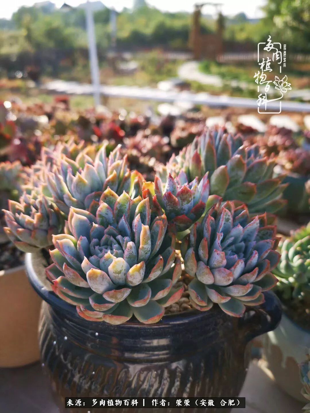 金秋时节，变化带来的惊喜不正是养肉的乐趣所在么！