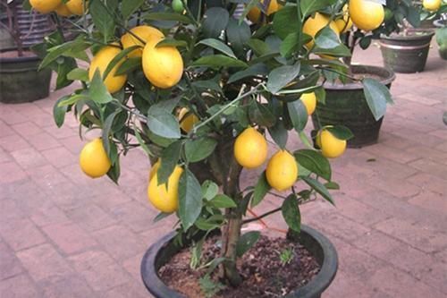 冬天在家养这5种花,“空气”更干净,雾霾天也不怕