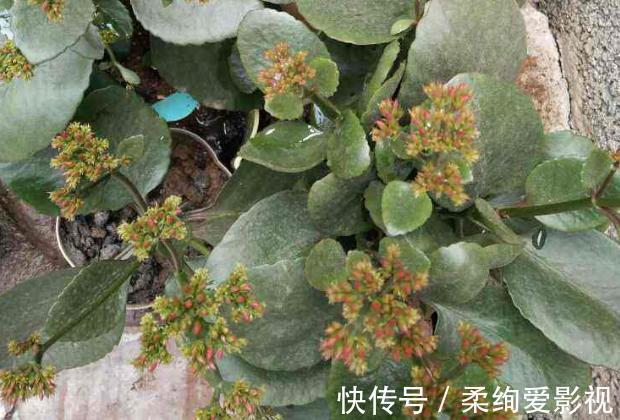 植物|冬日长寿花开完花后，马上动手做4件事，10天就能迎来下一波花
