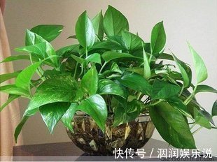 水桶|养此5种花，夏季就像“水桶”，浇水越多、长得越旺
