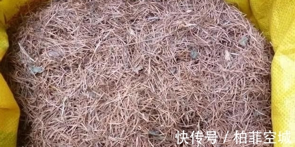 植物|盆栽土不够透气，是因为植物上盆前少做了这一步：填充它们