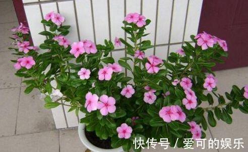 农历十月初五立冬后,养什么花?以下3种花,爱情永固幸福一生