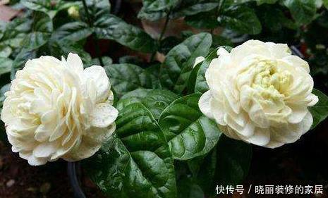 新手养花,就养人称“花中贵族”的花卉,花香四溢胜茉莉!