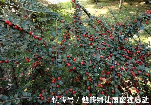 养护|很适合新手小白种植的盆景平枝栒子种植养护简单易管理