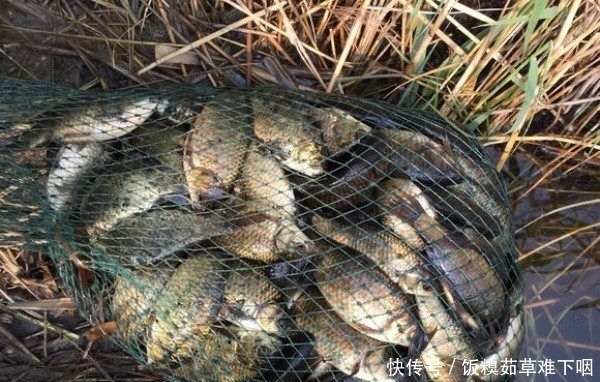 窝子|冬季钓鱼改掉“懒”字,学会“勤”字,爆护才是必然的