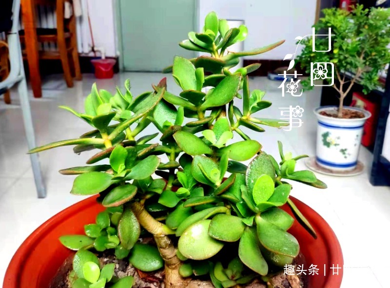 浇水|9种花，12月要“控水、断肥”，不注意烂根黄叶，活不到开春