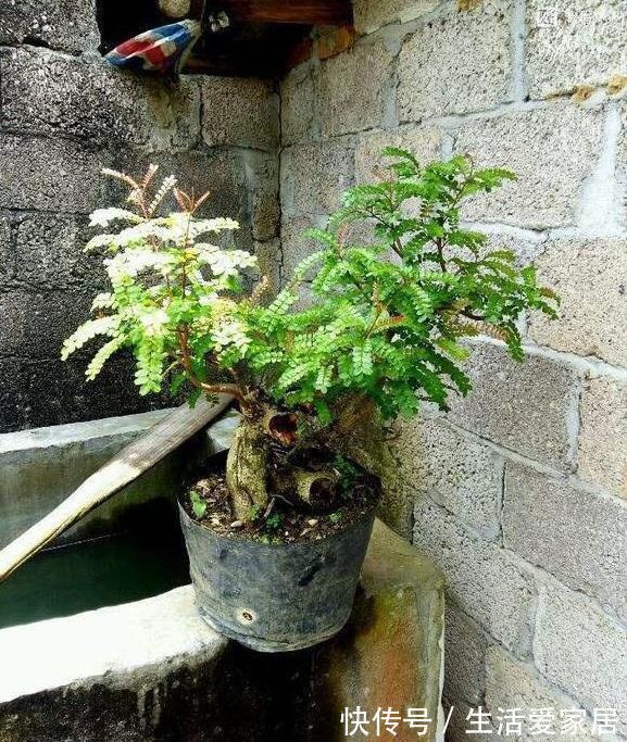 家中客厅就养它，漂亮又好养，香味清新，还能净化空气