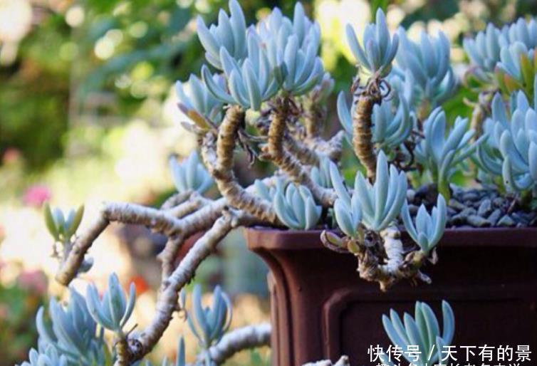 蓝松蓝松|超级皮实,可以直接地栽,养成老桩以后非常有韵味的多肉——蓝松