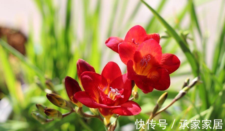 栽种|立秋之后，3种球根花卉可以种了，很好养各种花色无比美貌