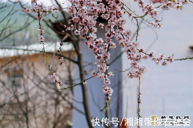 春分至迪庆高原花开春意浓 粉紫色