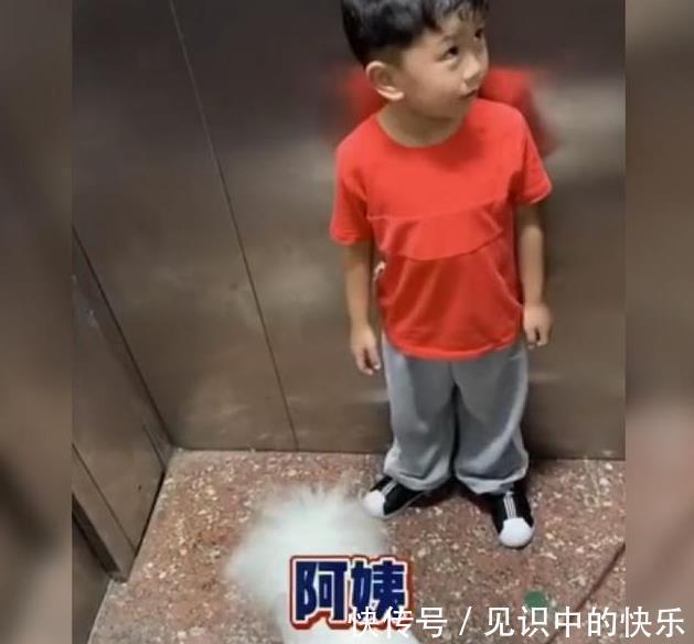 宝宝|萌娃电梯遇到女孩牵着狗,“礼貌性”的问答引热评