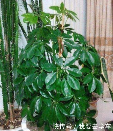 鸭掌木用它养，长得快！方法很简单，只需要盆底埋“12粒”！