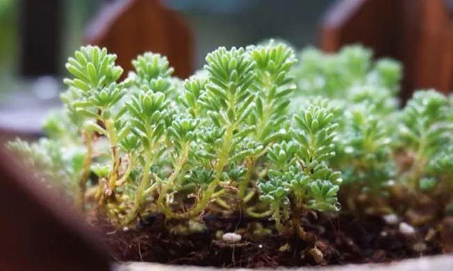 最难养死的7种多肉,谁还能养死