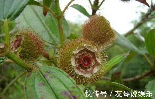 植物|农村有这么一种漂亮的野果,好吃又可以泡酒,还是庭院盆栽植物!