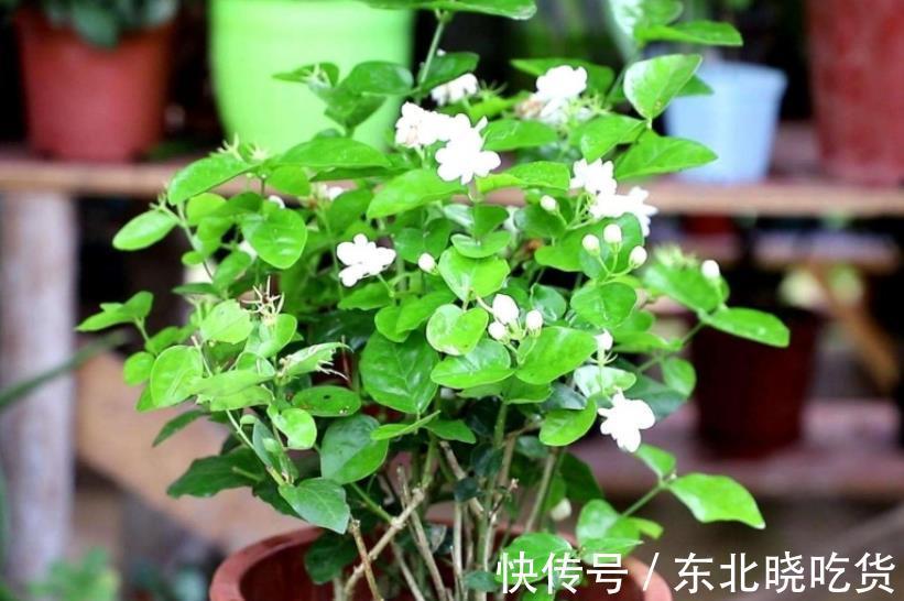 立冬前养茉莉花,3件事不能偷懒,做好了安全过冬,来年花开满枝