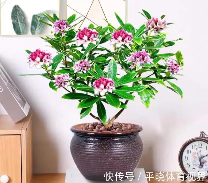 花卉|养花六年,4种花一直不舍得扔,我有喜欢它们的理由