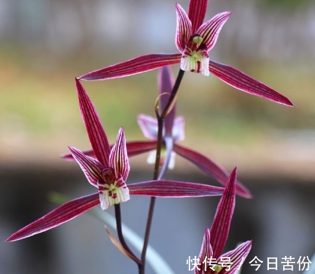 零下10度,“冻不死”的耐寒兰,兰香馥郁,花叶俱美,新手也能养