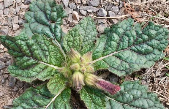 农村的野草,根酷似红薯,却对“白发”有效果,现在价值珍贵