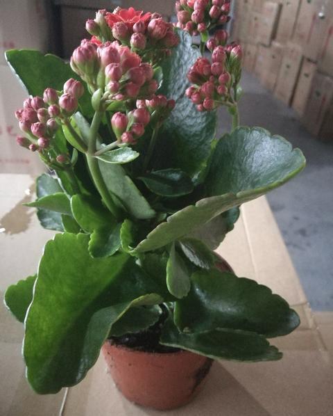 长寿花养植方法