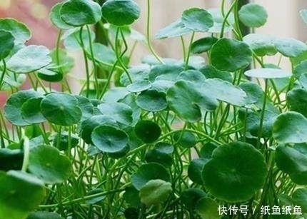 马蹄莲|这4种花最喜欢喝水,越是水多越容易爆盆,赶快看看你家有没有