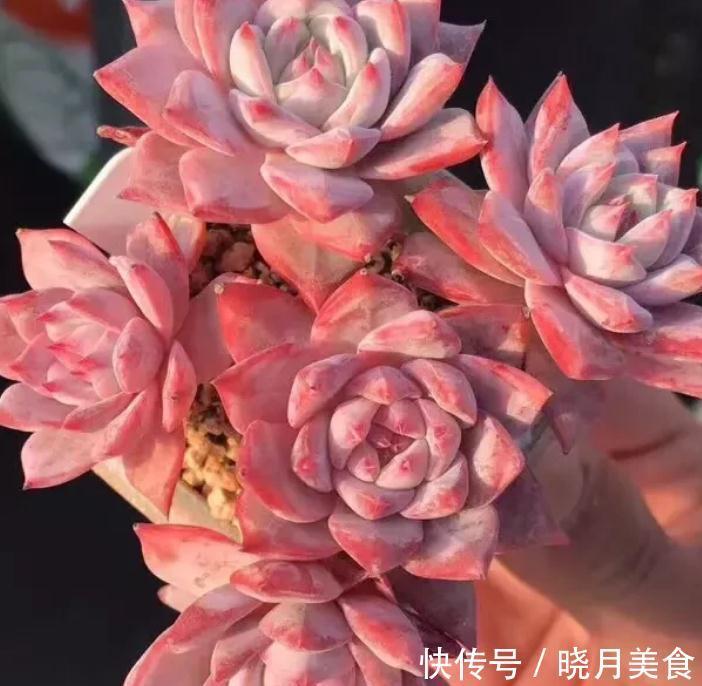 最好养的几款多肉植物,经验篇